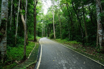 Naklejka premium road in forest