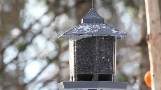 m&eacute;sange &agrave; t&ecirc;te noire
