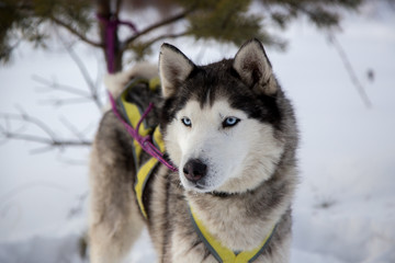 Close up beautiful dog huskie