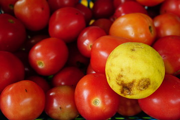 tomatoes on the market