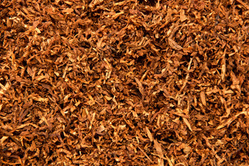 Organic shredded tobacco leaves fills entire frame from above, smoked in pipes and rolled into...