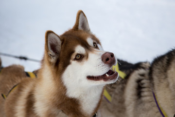 Close up beautiful dog huskie