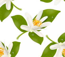 Floral pattern with realistic citrus blooming tangerine, mandarin or orange flower. Vector illustration on white background.