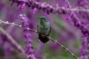 Front view of the white-vented violetear (Colibri serrirostris) against blurred background. 