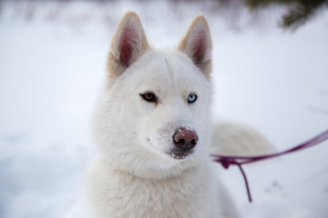Naklejka premium Close up beautiful dog huskie