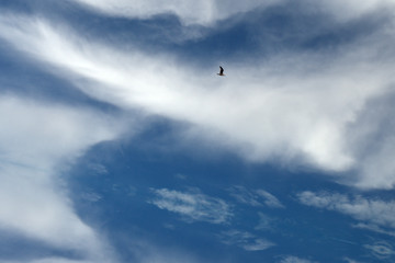 flying in the sky,seagull,sky, clouds, blue, bird, flying, cloud, nature,white, gull,weather,