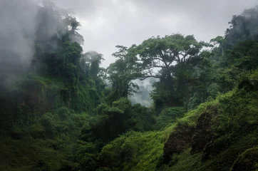 Fotobehang Jungle Mistige overwoekerde heuvels in regenwoud van Kameroen, Afrika.