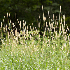 grass with spikelets blooming on the summer edge near the forest