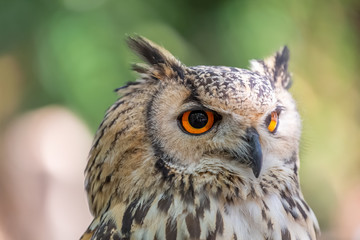 Detailed view of Horned owl, Indian eagle-owl, Bubo bengalensis