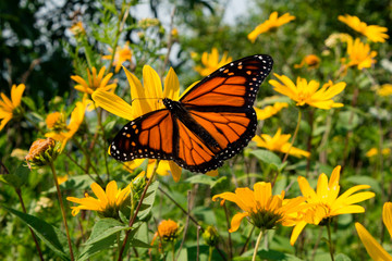 Fototapeta premium An orange butterfly find nectar on sunflowers in a wild prairie garden