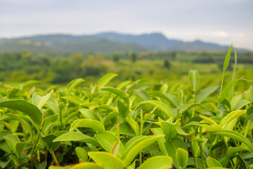 Close up, green tea leaves at the top of the tea tree in a green tea plantation are rows near the mountains for a natural background.
