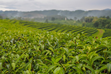 Close up, green tea leaves at the top of the tea tree in a green tea plantation are rows near the mountains for a natural background.
