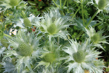 Ornamental sea holly in flower