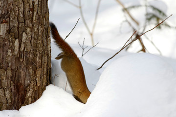 écureuil en hiver