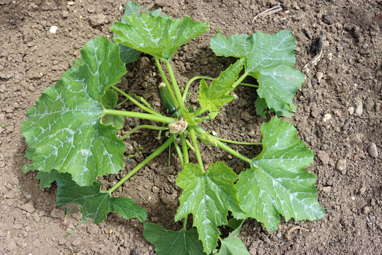 Courgette plant on soil
