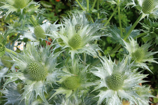 Ornamental sea holly in flower