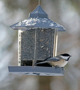 m&eacute;sange &agrave; t&ecirc;te noire