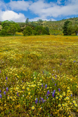wildflower field with coulds and sky