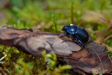 Mistkäfer auf dem Waldboden
