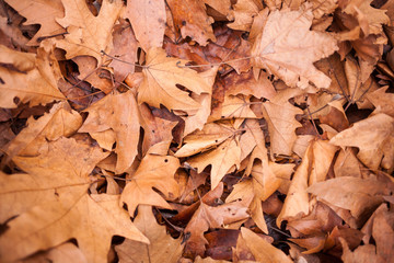 Fallen maple leaves.