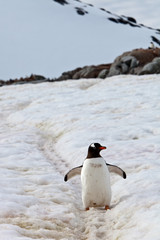 Gentoo Penguin out for a walk on Petermann Island Antartica
