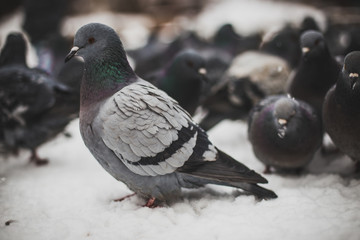birds on a winter day waiting to be fed