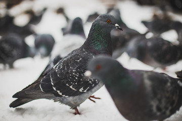 birds on a winter day waiting to be fed
