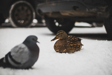birds on a winter day waiting to be fed