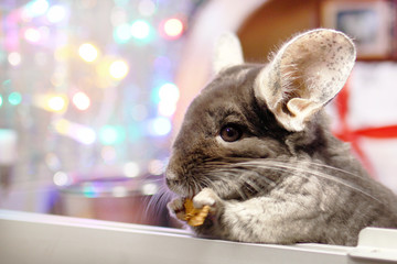 Cute brown chinchilla is eating dry apple on a background of Christmas decorations and Christmas lights. Winter season and New Year pet gifts.