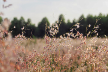 Light pink flower of the grass for the natural background, Depth of field