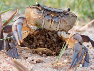 Western River Crab (Potamonautes perlatus)
