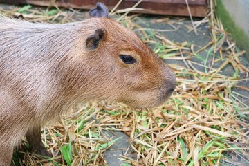 Cute capybara eating fresh and dry grasses in the farm. Animal concept.