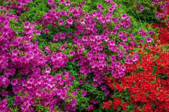 purple and red azalea bushes