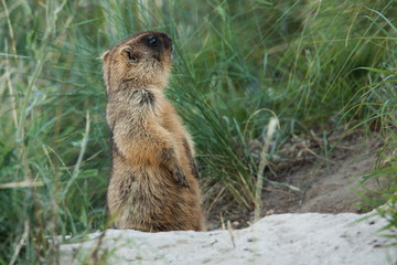 Naklejka na ściany i meble Little marmot bobak sitting beside his hole. The cub stood on its hind legs and looks back.