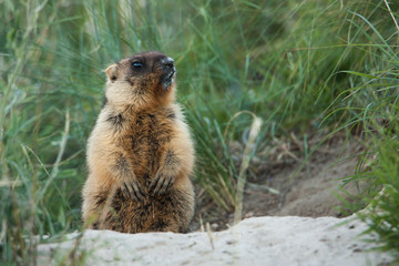 Little marmot bobak sitting beside his hole. 