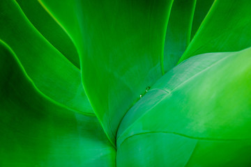 water droplets in agave