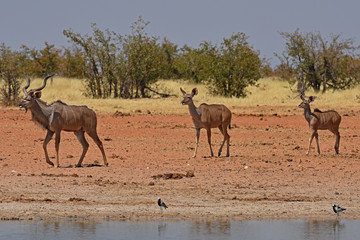 Kudus (Tragelaphus strepsicerus) am Wasserloch Okawao im Etosha Nationalpark in Namibia