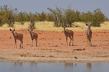 Naklejka na ściany i meble Kudus (Tragelaphus strepsicerus) am Wasserloch Okawao im Etosha Nationalpark in Namibia