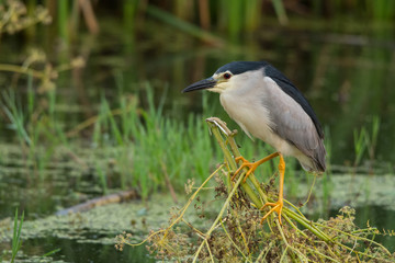 Naklejka premium Black-crowned Night-Heron / Nycticorax nycticorax