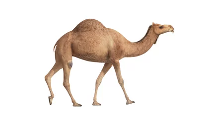 Foto op Plexiglas 3D render kameel lopen op witte achtergrond © davstudio