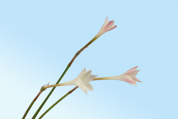Pale Pink Rain Lily (Zephyranthes candida) against  Blue Sky