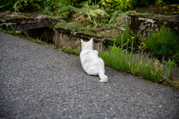 Fototapeta premium 白猫