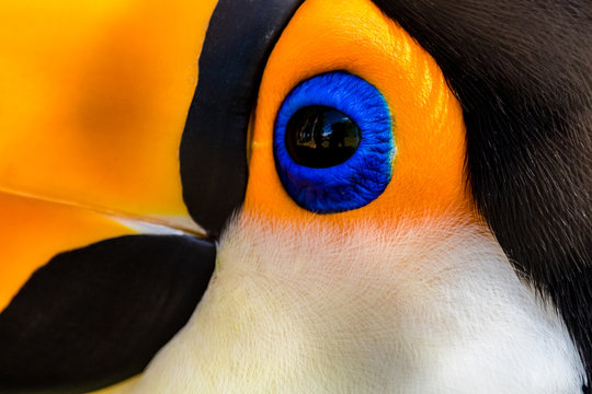 closeup of an eye tucano