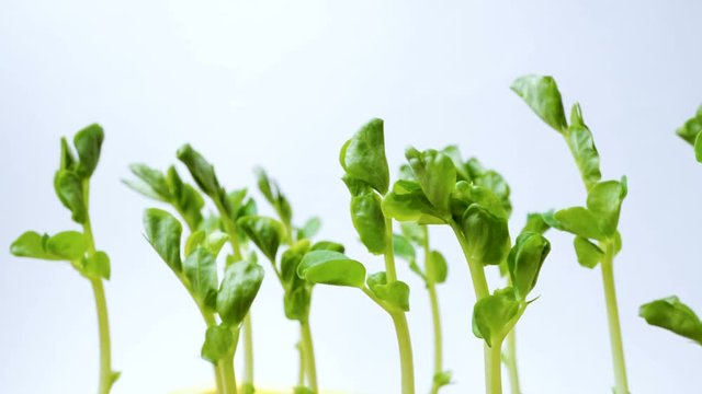 Time lapse of pea seeds germination. Plant seedlings grow upwards. White background. Macro shot.