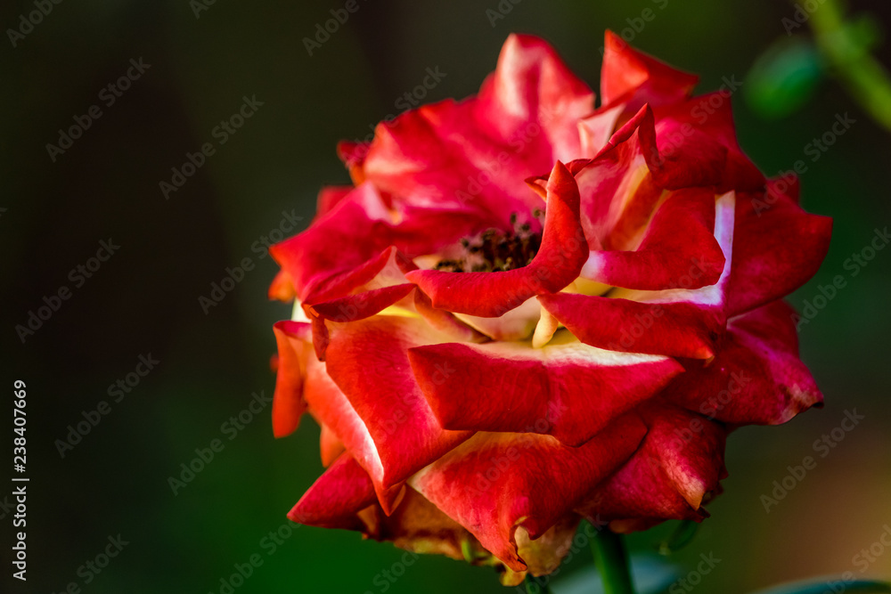 Wall mural red rose with water drops of dew