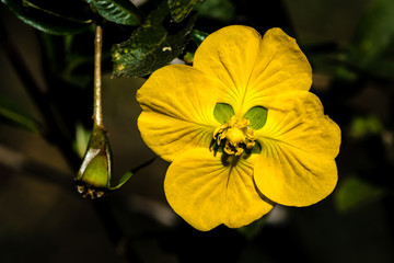 yellow flower