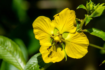 bee on yellow flower