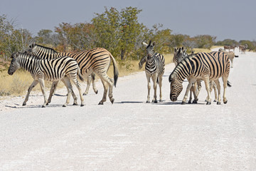 Fototapeta na wymiar Steppenzebras überqueren die Straße im Etosha Nationalpark in Namibia