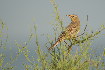 Tawny Pipit / Anthus campestris