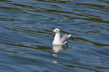 seagull